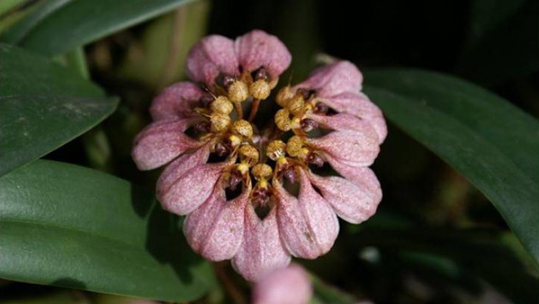 Cây Thạch đậu lan Anderson. Bulbophyllum  - Cây Thuốc Nam Quanh Ta